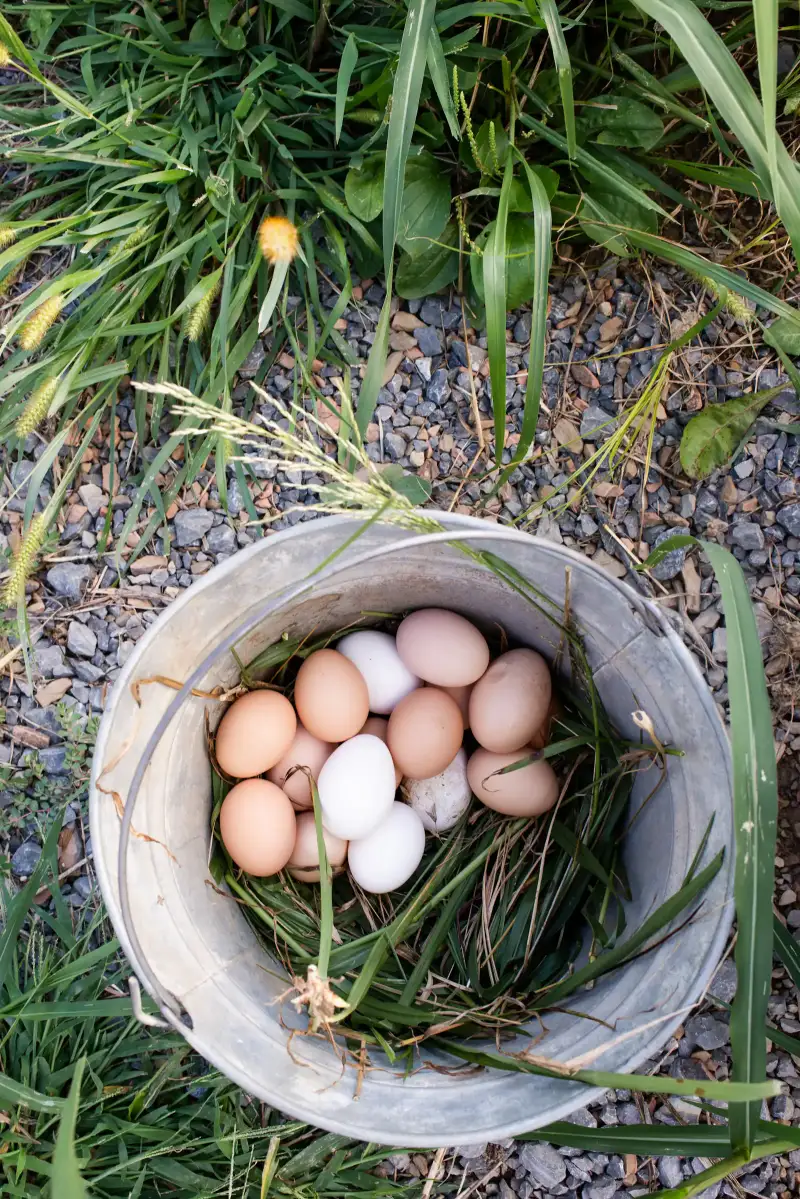 Fresh eggs from a backyard chicken coop